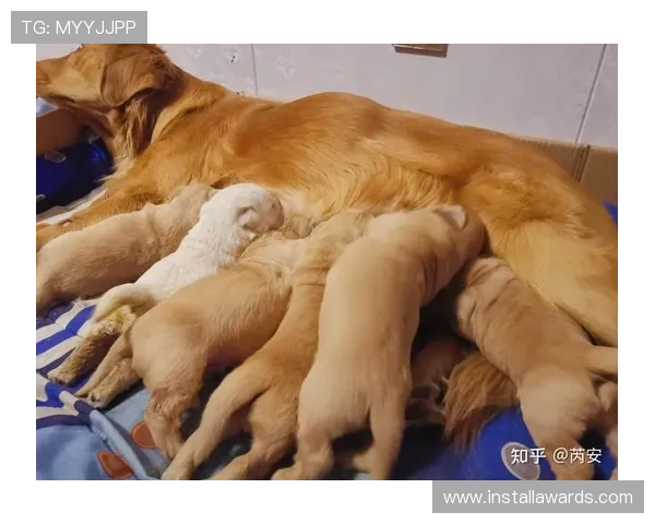 拉菲尼亚家的狗吃的都比我工资高